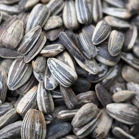 [8420335220027] Pipas Extra Sin 5k